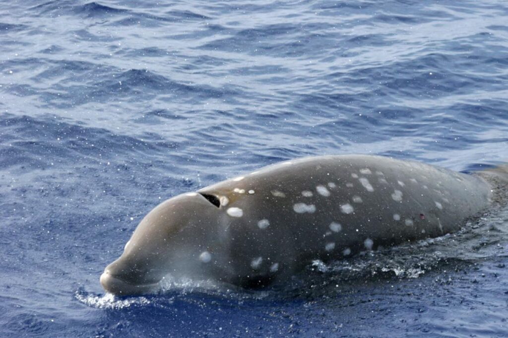 Photo d'une baleine à bec de Cuvier