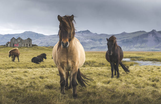 Photo de chevaux sauvages en Islande