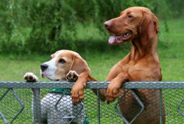 Quel clôture pour un chien