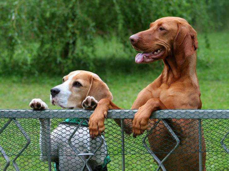 Image d'une clôture rigide pour protéger son chien et son jardin 