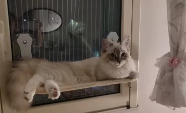hamac de fenêtre pour chat