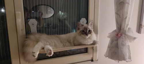 hamac de fenêtre pour chat
